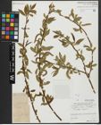 Foto von Salix alba L. x Salix fragilis L.